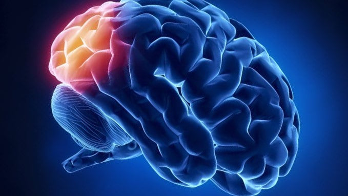 Stroke in the Occipital Lobe: What it Affects and How to Recover