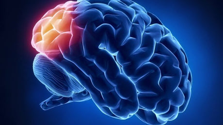 Stroke in the Occipital Lobe: What it Affects and How to Recover