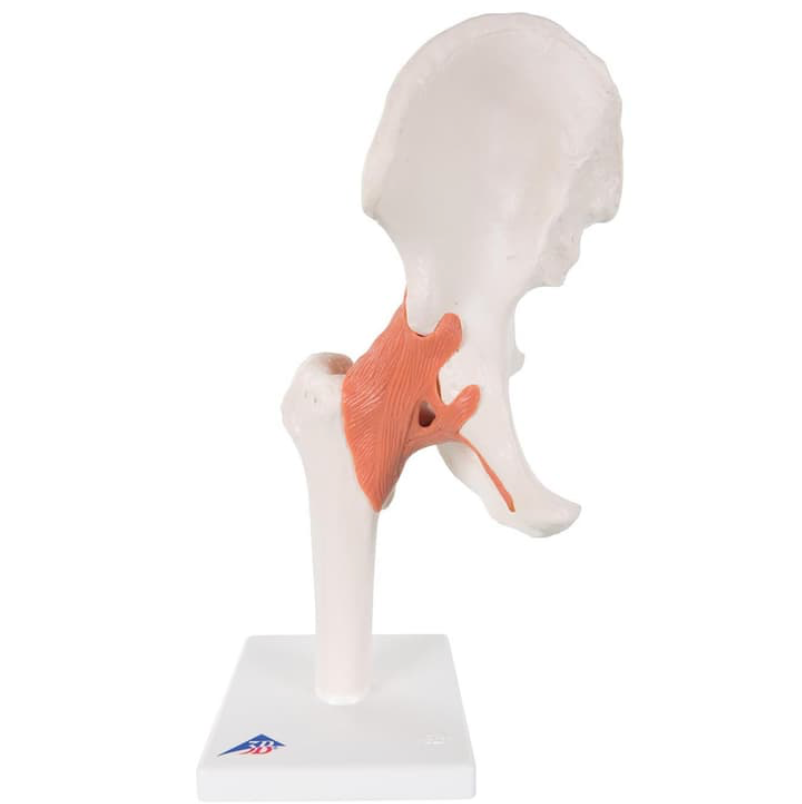 Functional Hip Joint Model (Right)