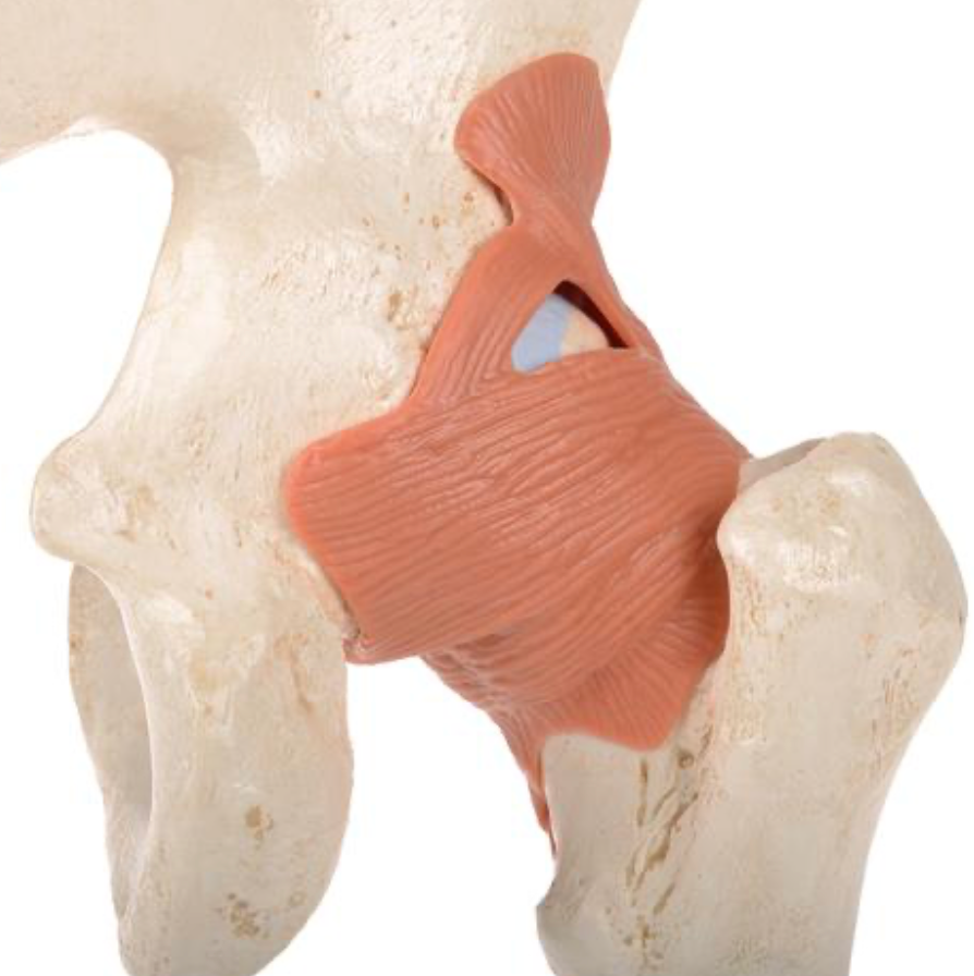 Functional Hip Joint Model (Right)