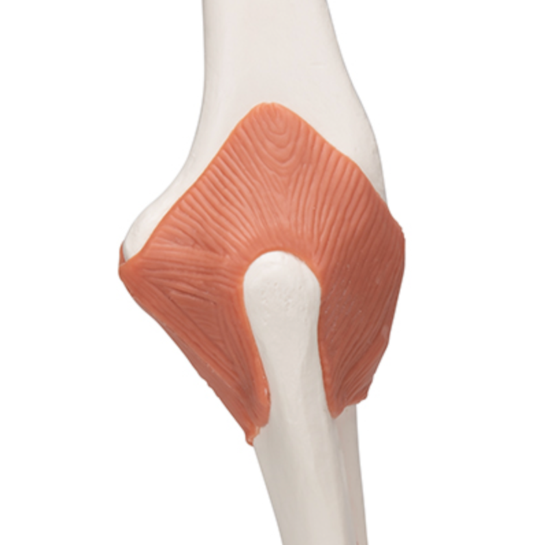 Functional Elbow Joint Model (Right)