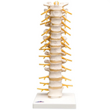 Flexible Thoracic Vertebral Column