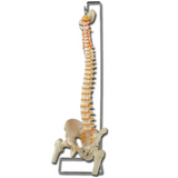 Flexible Thoracic Vertebral Column