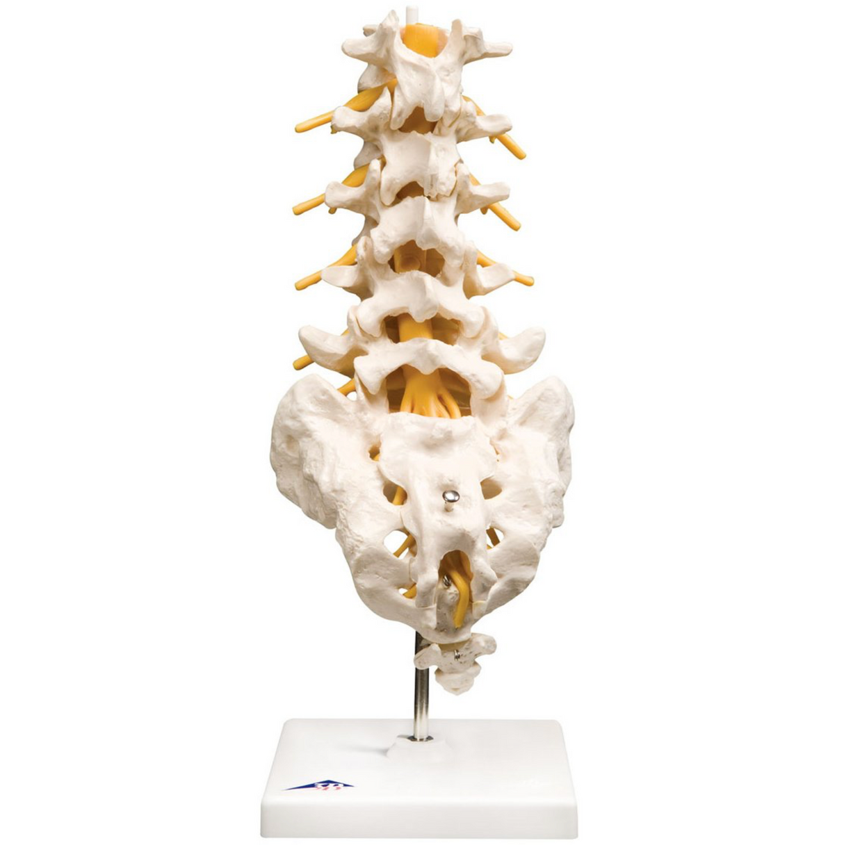 Flexible Lumbar Vertebral Column