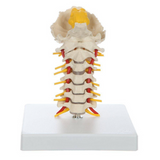 Flexible Cervical Vertebral Column