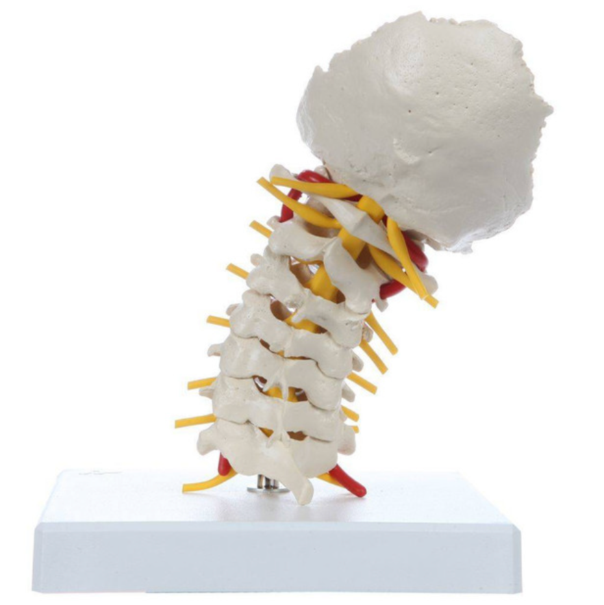 Flexible Cervical Vertebral Column