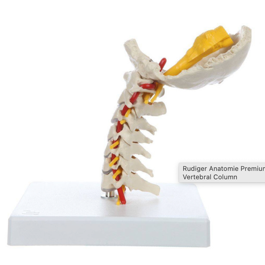 Flexible Cervical Vertebral Column