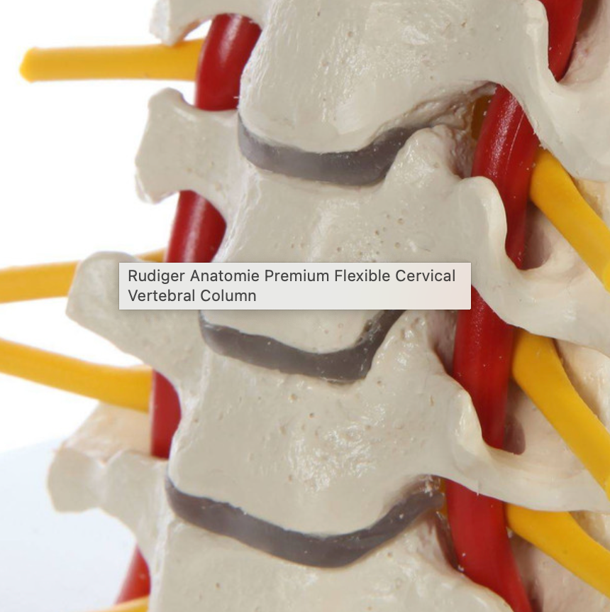 Flexible Cervical Vertebral Column