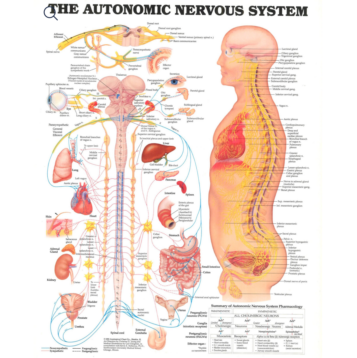 The Autonomic Nervous System Anatomical System