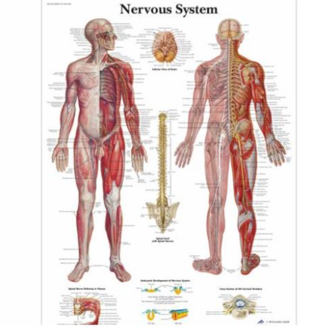 The Nervous System Anatomical Chart