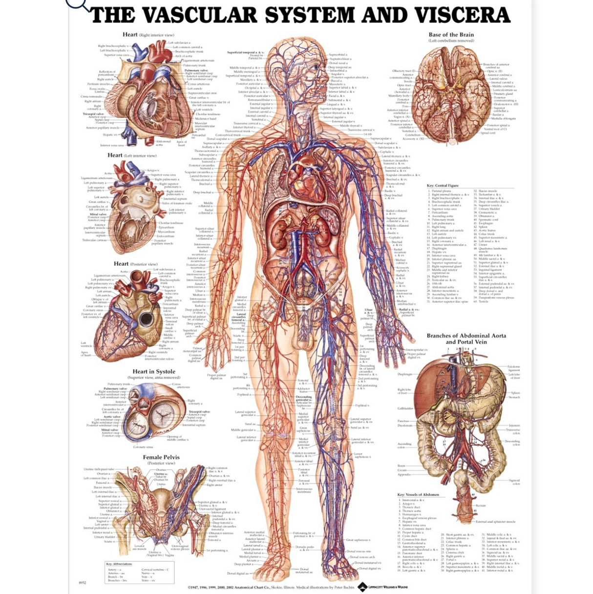 The Vascular System and Viscera Anatomical Chart