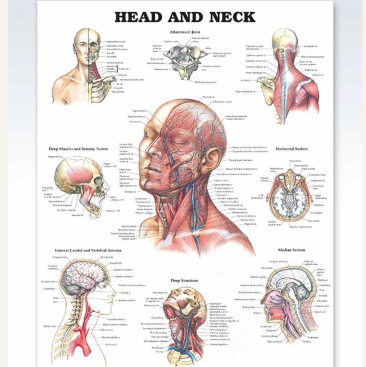 Head & Neck Examination Chart