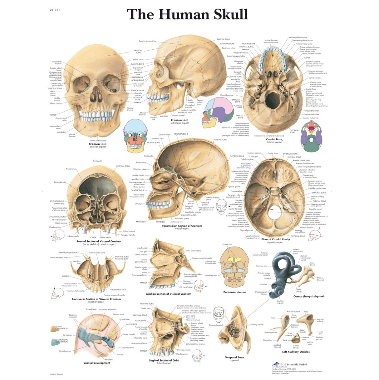 The Human Skull Chart