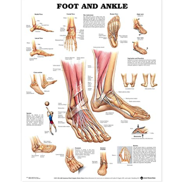 Foot & Ankle Chart