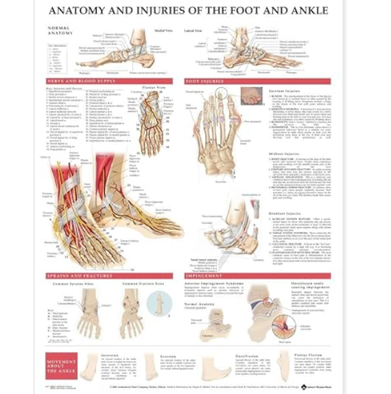 Anatomy and Injuries of the Foot & Ankle