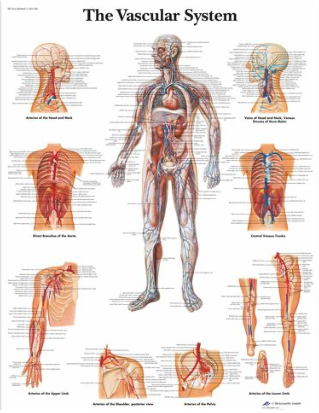 The Vascular System