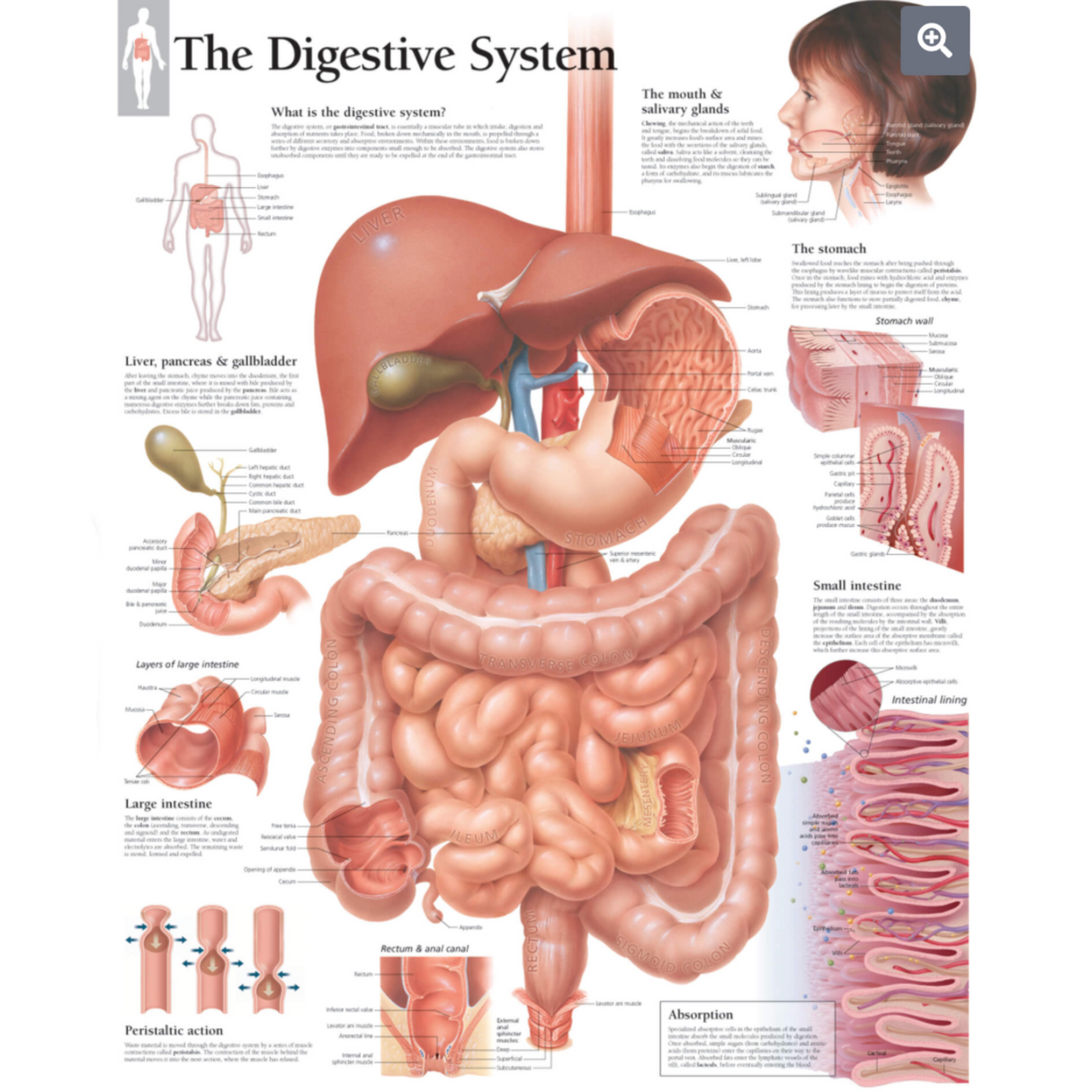 The Digestive System